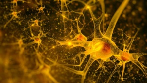 neurons-enteric-nervous-system-