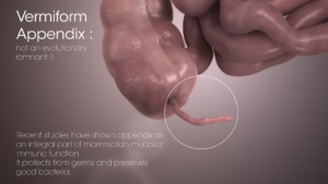 vermiform-appendix